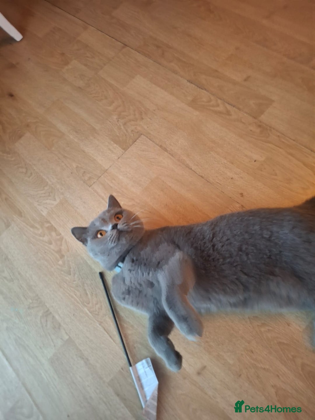 British Shorthair cats for sale: British shorthair - Advert 4