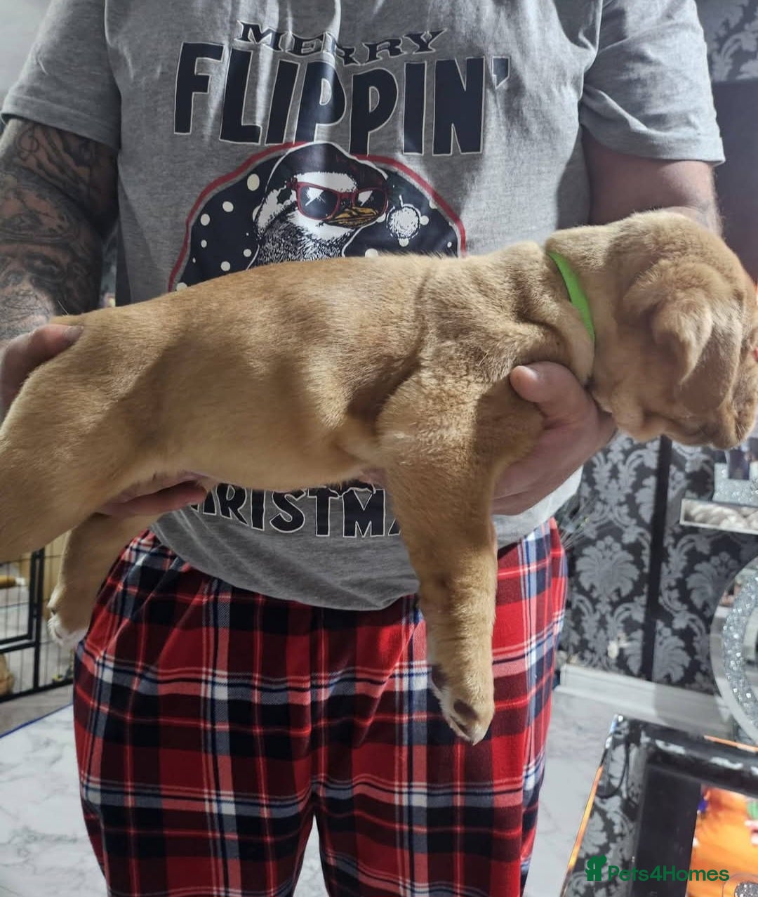 Dogue De Bordeaux dogs for sale: Dogue DeBordeaux puppies, 7males,2female - Advert 4