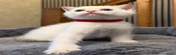 British Shorthair cats for sale: 🐾 Adorable Kittens Looking for a Loving Family 🐾 - Advert 13