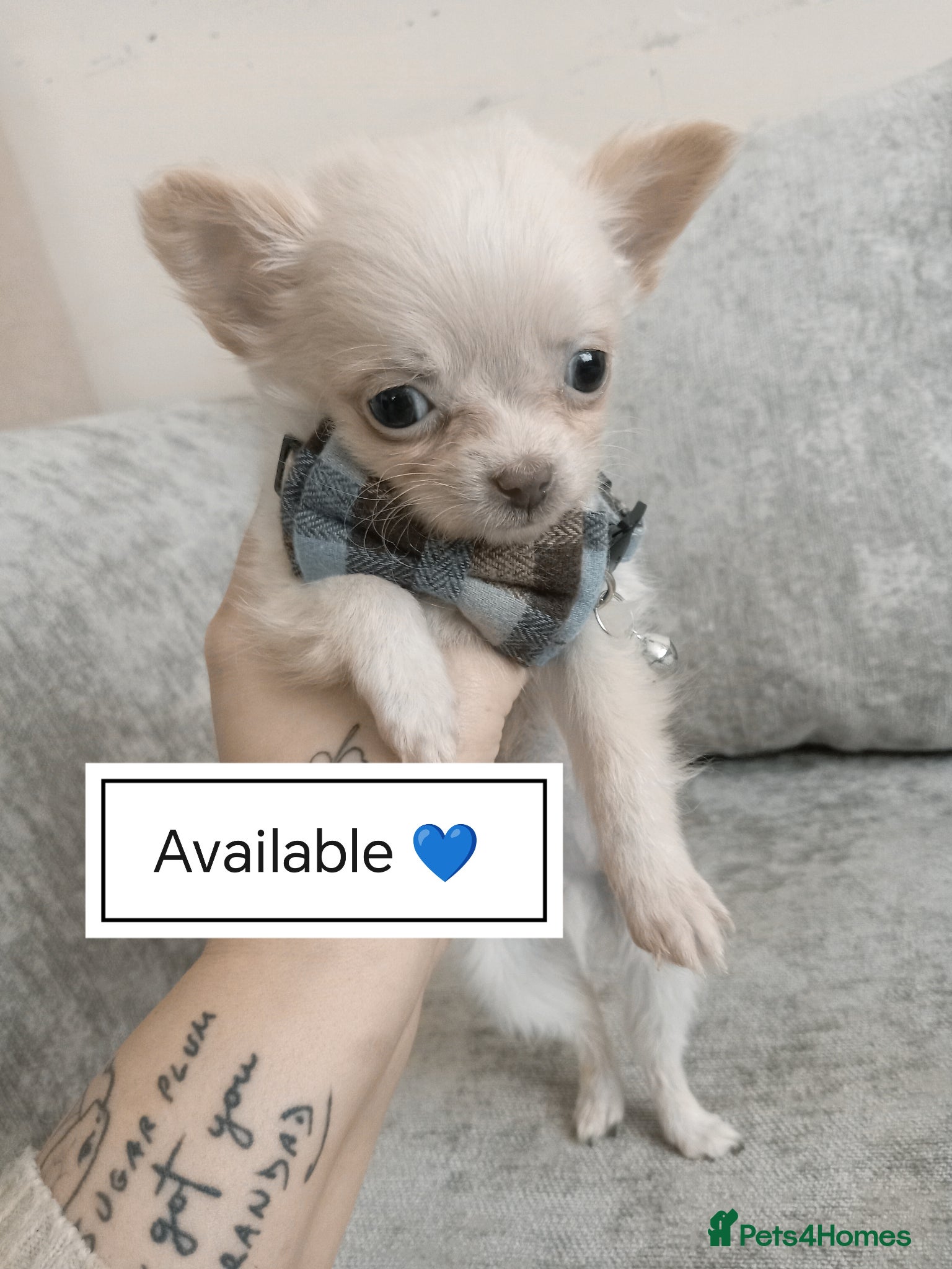 Chihuahua dogs REDUCED white long Coat chihuahuas boy - Advert 17