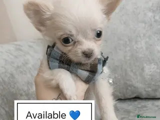 Chihuahua dogs REDUCED last white boy long Coat chihuahua - Advert 15