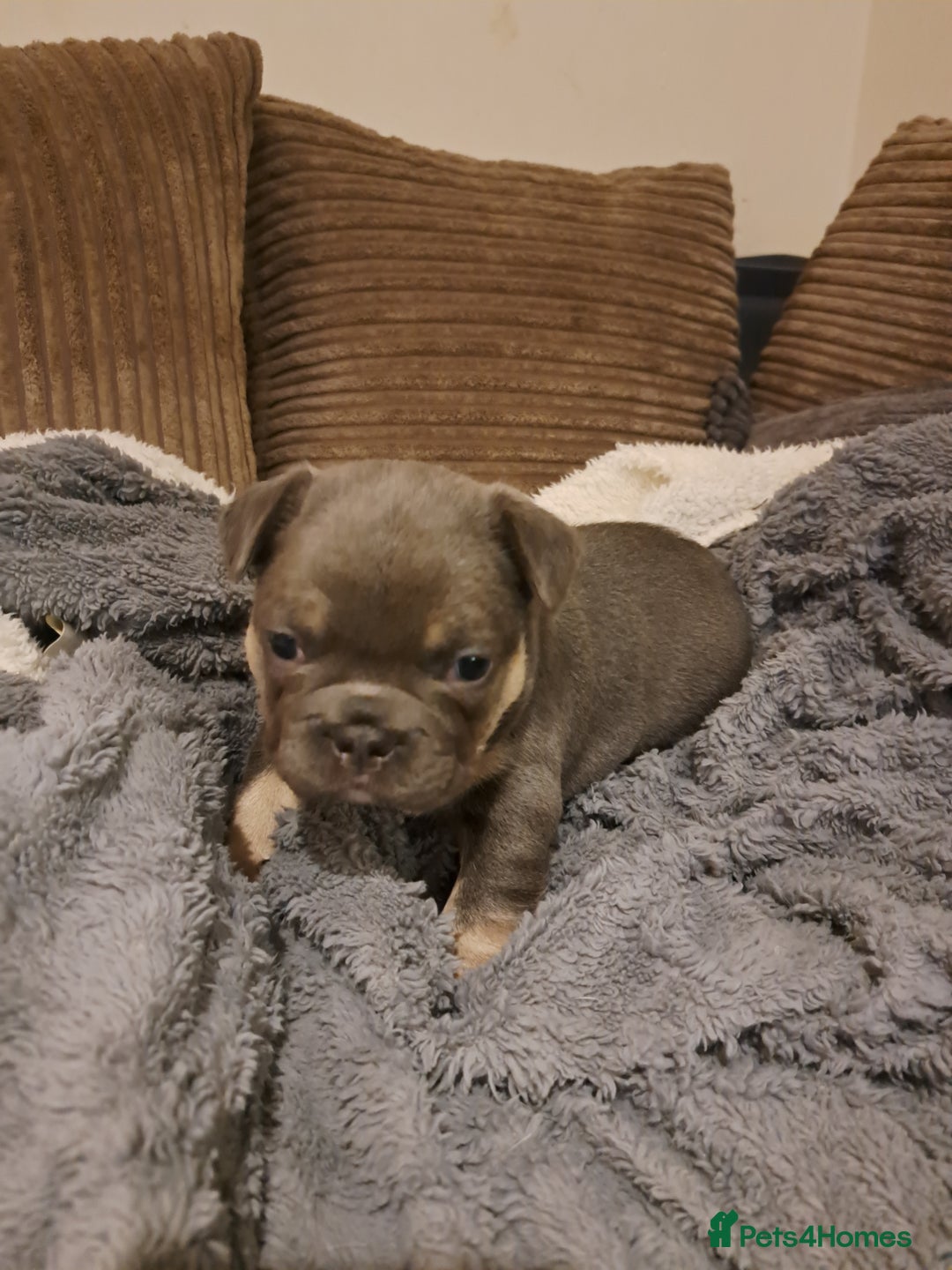 French Bulldog dogs for sale: One pink male french bulldog left  - Advert 27