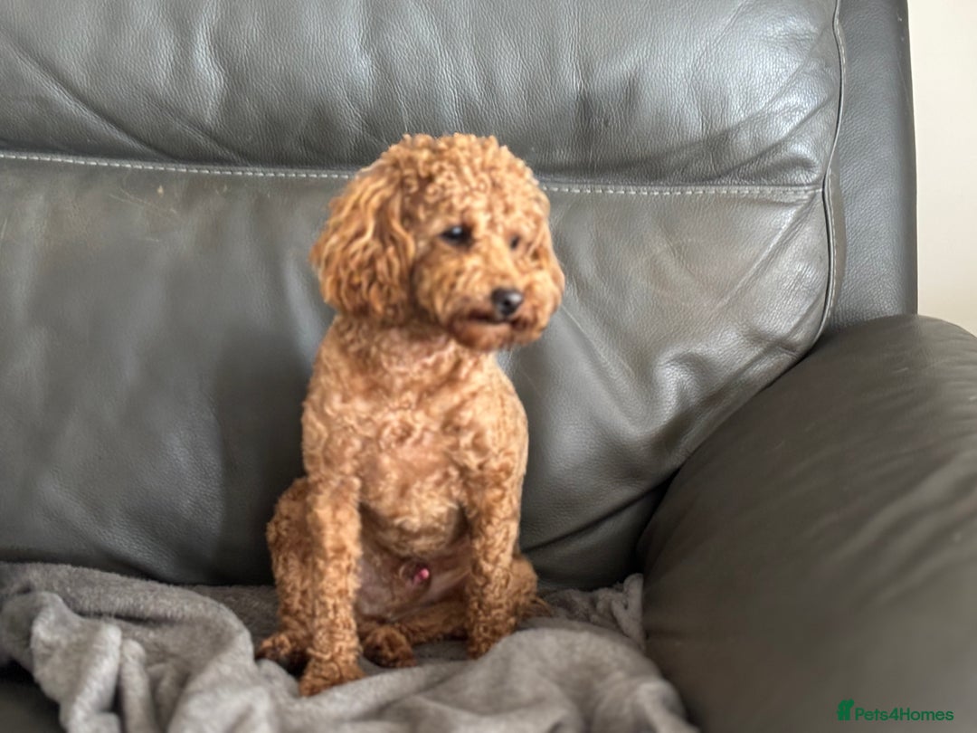 Toy Poodle dogs for sale: KC Toy Poodle Boy - Image 8