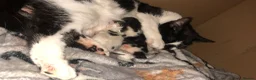 Mixed Breed cats for sale: 4 kittens looking for home.  in Castleford - Advert 3