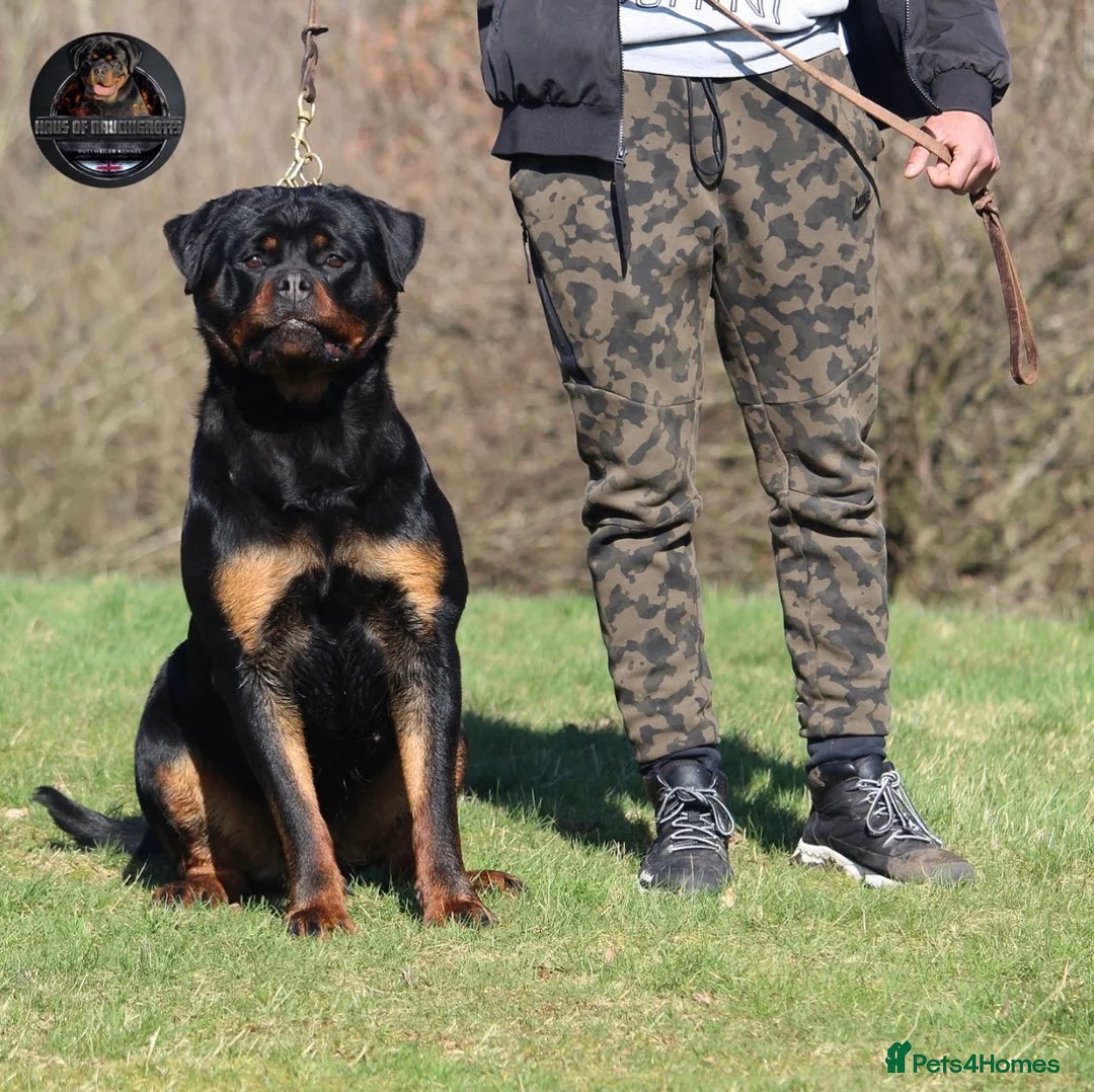 Rottweiler dogs for sale: Beautiful Adult Female Rottweiler For Pet/ShowHome - Advert 11