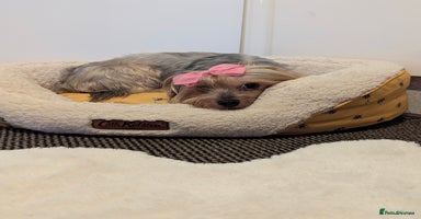 Yorkshire Terrier dogs - Advert 2