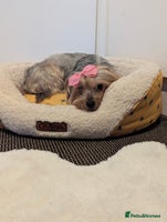 Yorkshire Terrier dogs - Advert 4