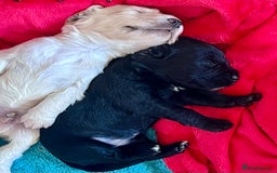 Cocker Spaniel dogs for sale: Fully health tested KC reg working Cocker Spaniels - Image 31
