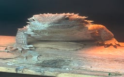 Bearded Dragon reptiles for sale: female bearded dragon with full set up - Image 3
