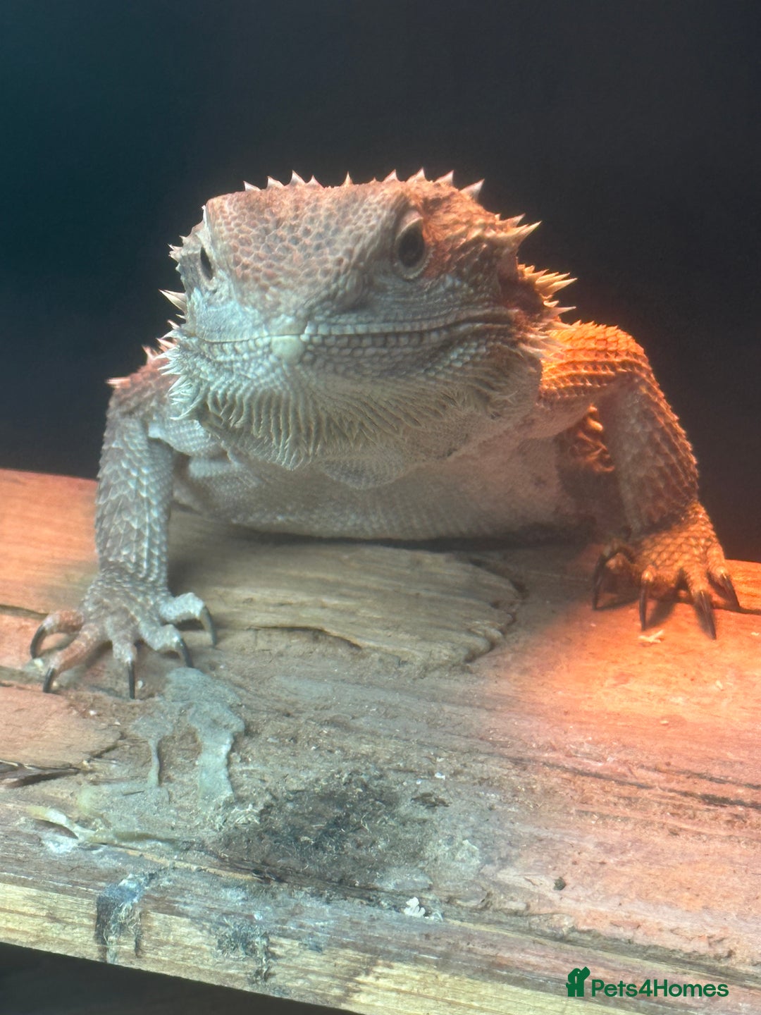 Bearded Dragon reptiles for sale: female bearded dragon with full set up - Image 3