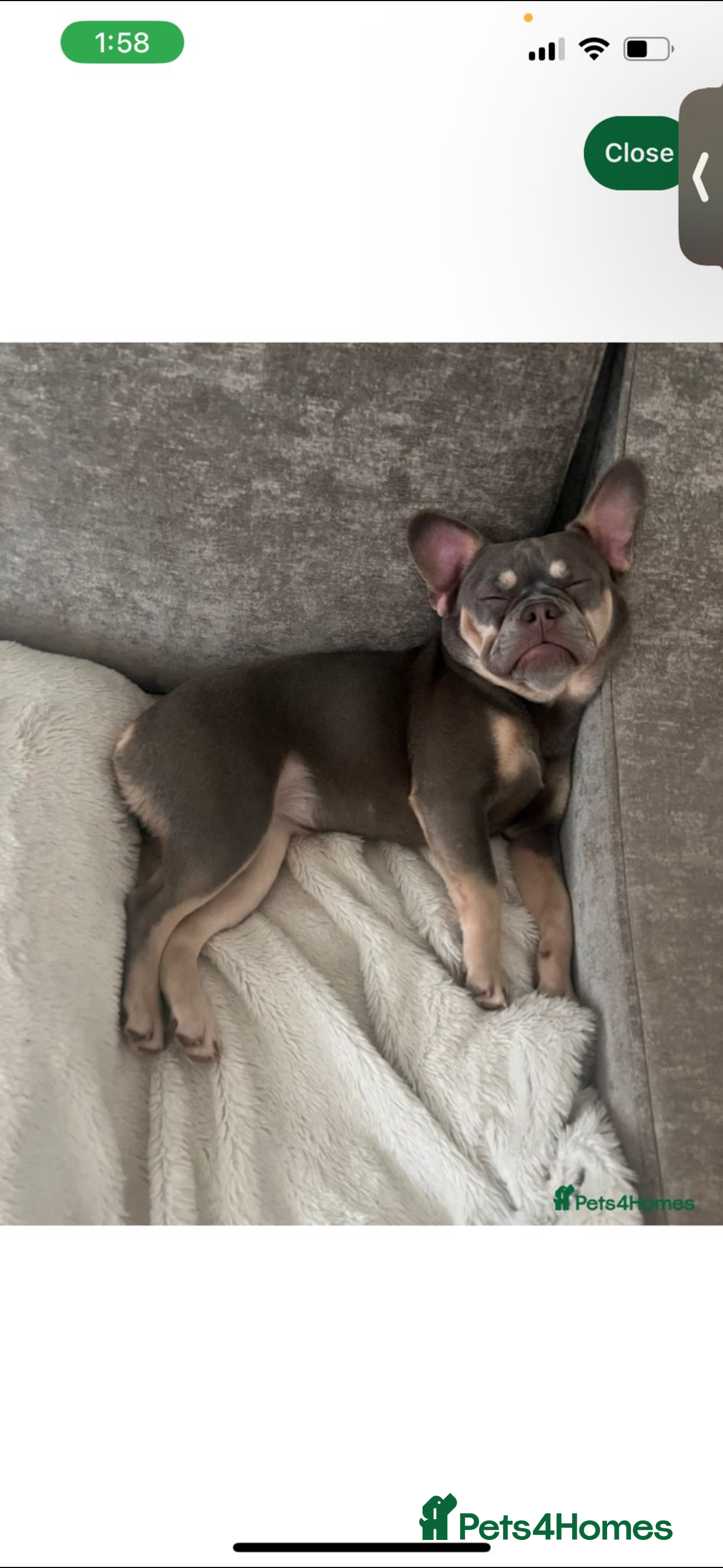 French Bulldog dogs Blue and tan female French bulldog  - Advert 13