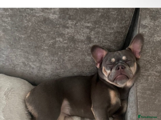 French Bulldog dogs Blue and tan female French bulldog - Advert 13