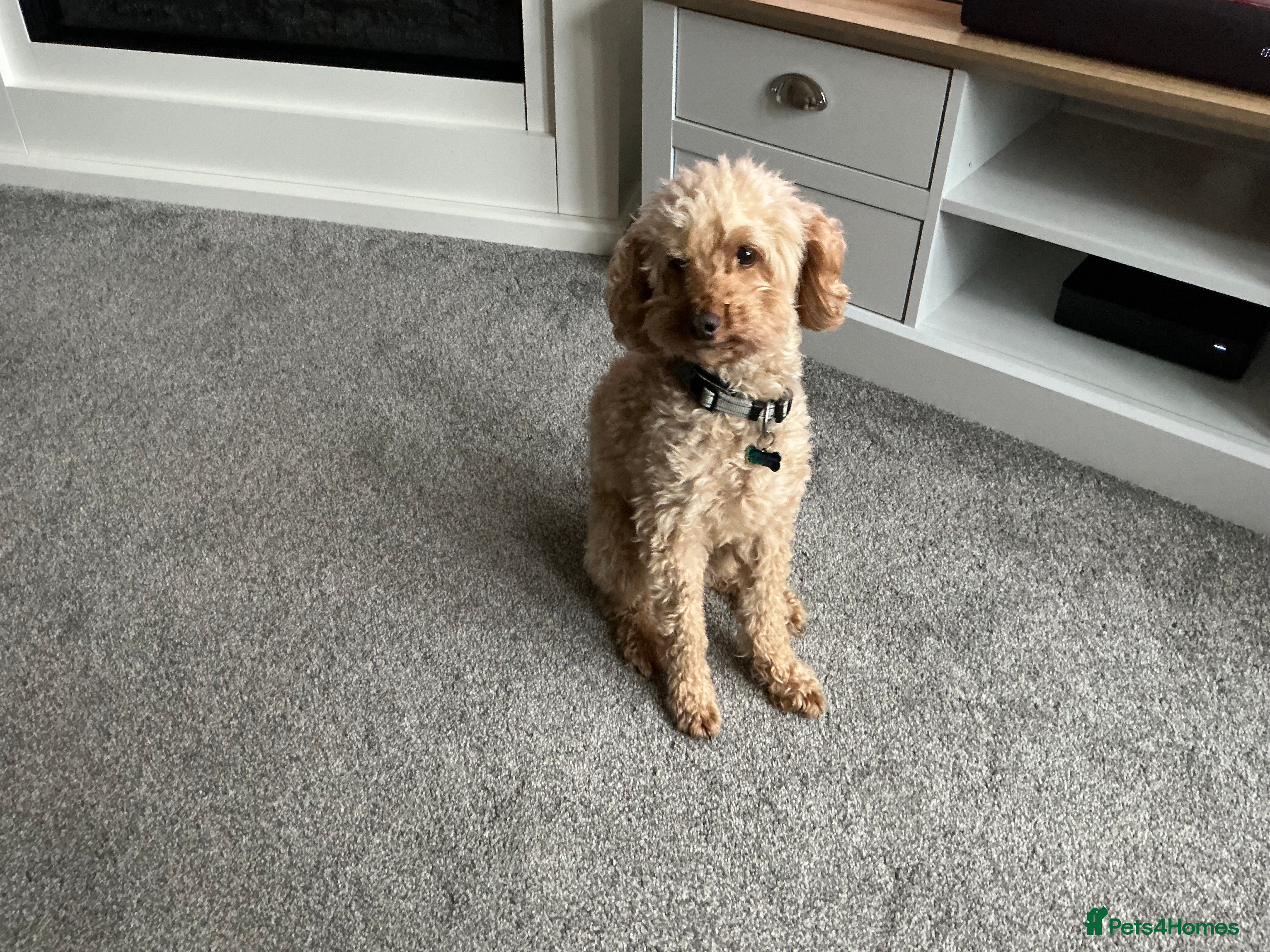 Cockapoo dogs Loving, kind and gentle Toy Cockapoo. - Advert 1