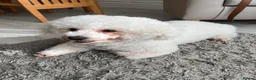 Bichon Frise dogs for stud: STUD ONLY !  - Advert 2