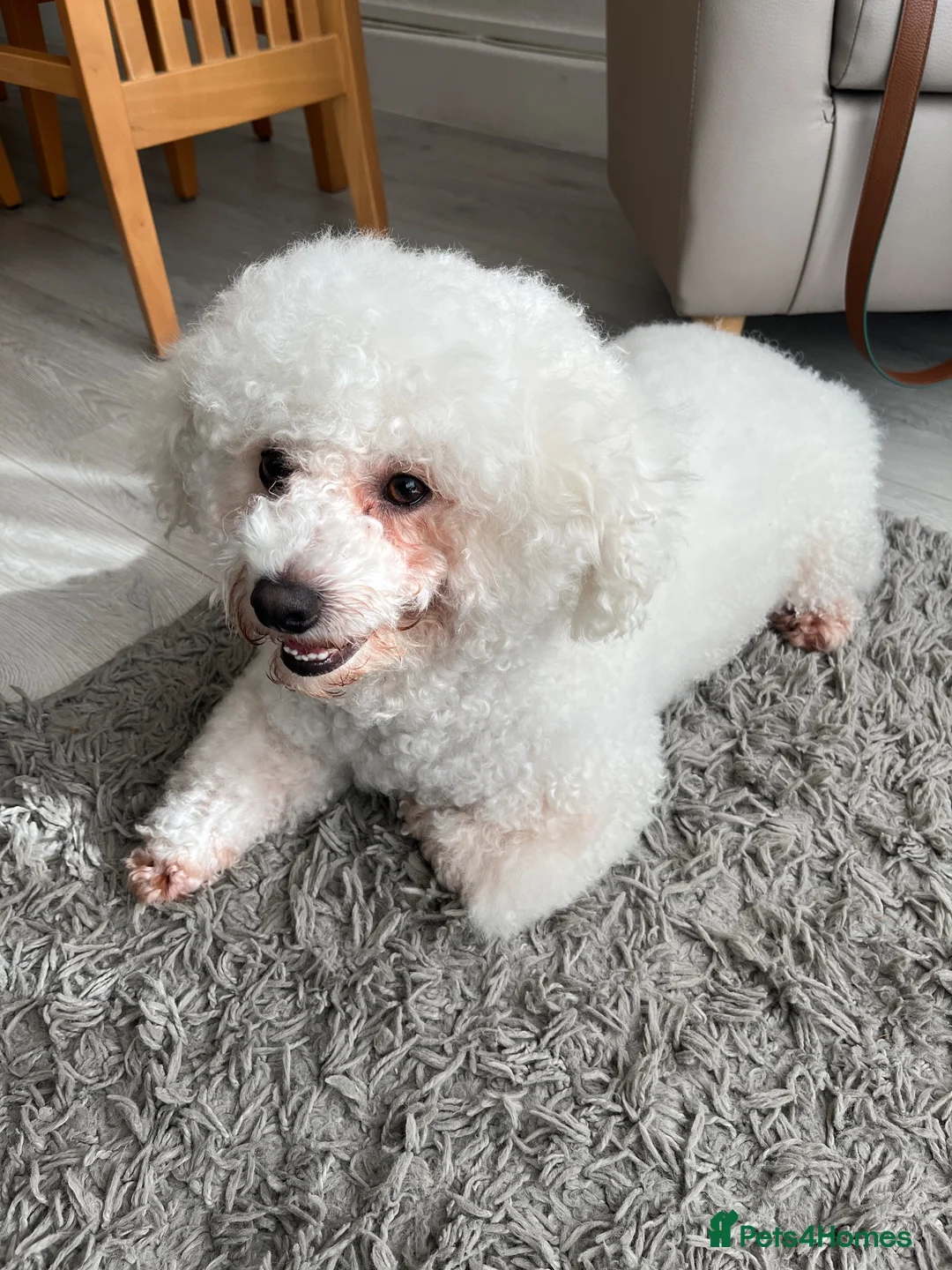 Bichon Frise dogs for stud: STUD ONLY !  - Advert 2
