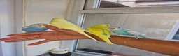 Budgerigars birds for sale: Super hand tamed baby budgies  - Advert 4