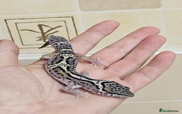 Leopard Gecko reptiles for sale: 1 LEFT Blacknight linage macksnows leopard geckos  - Image 3