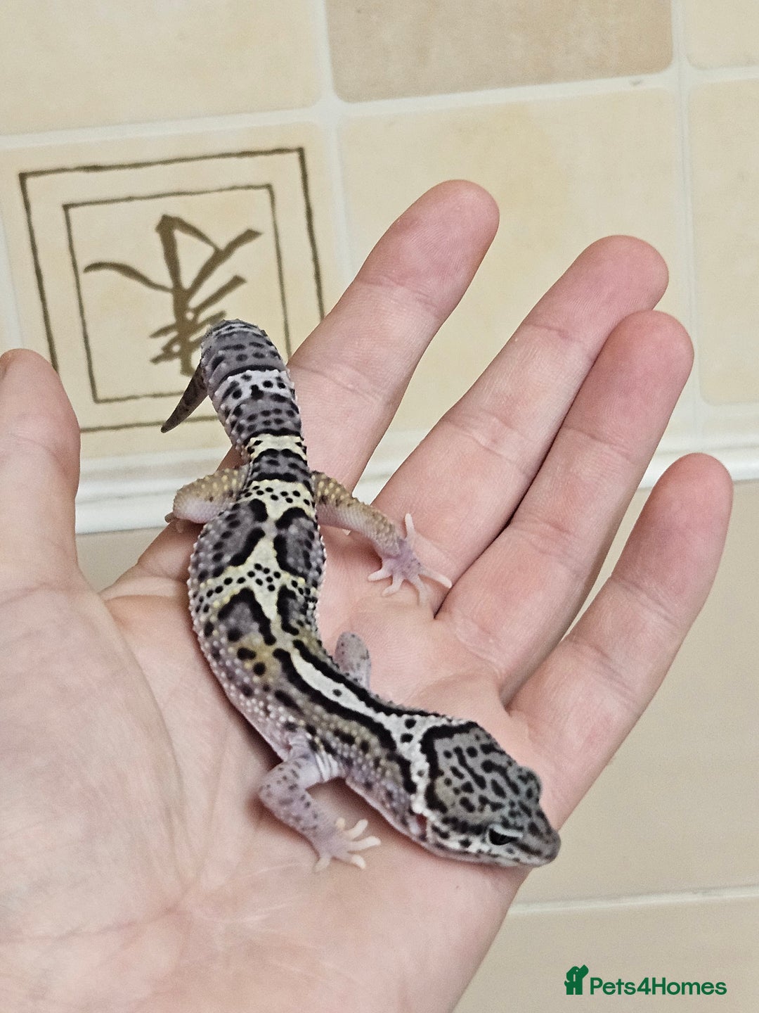 Leopard Gecko reptiles for sale: 1 LEFT Blacknight linage macksnows leopard geckos  - Image 3