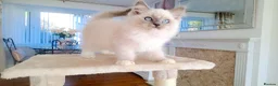 Ragdoll cats for sale: INDOOR PEDIGREE RAGDOLL KITTENS - Advert 4
