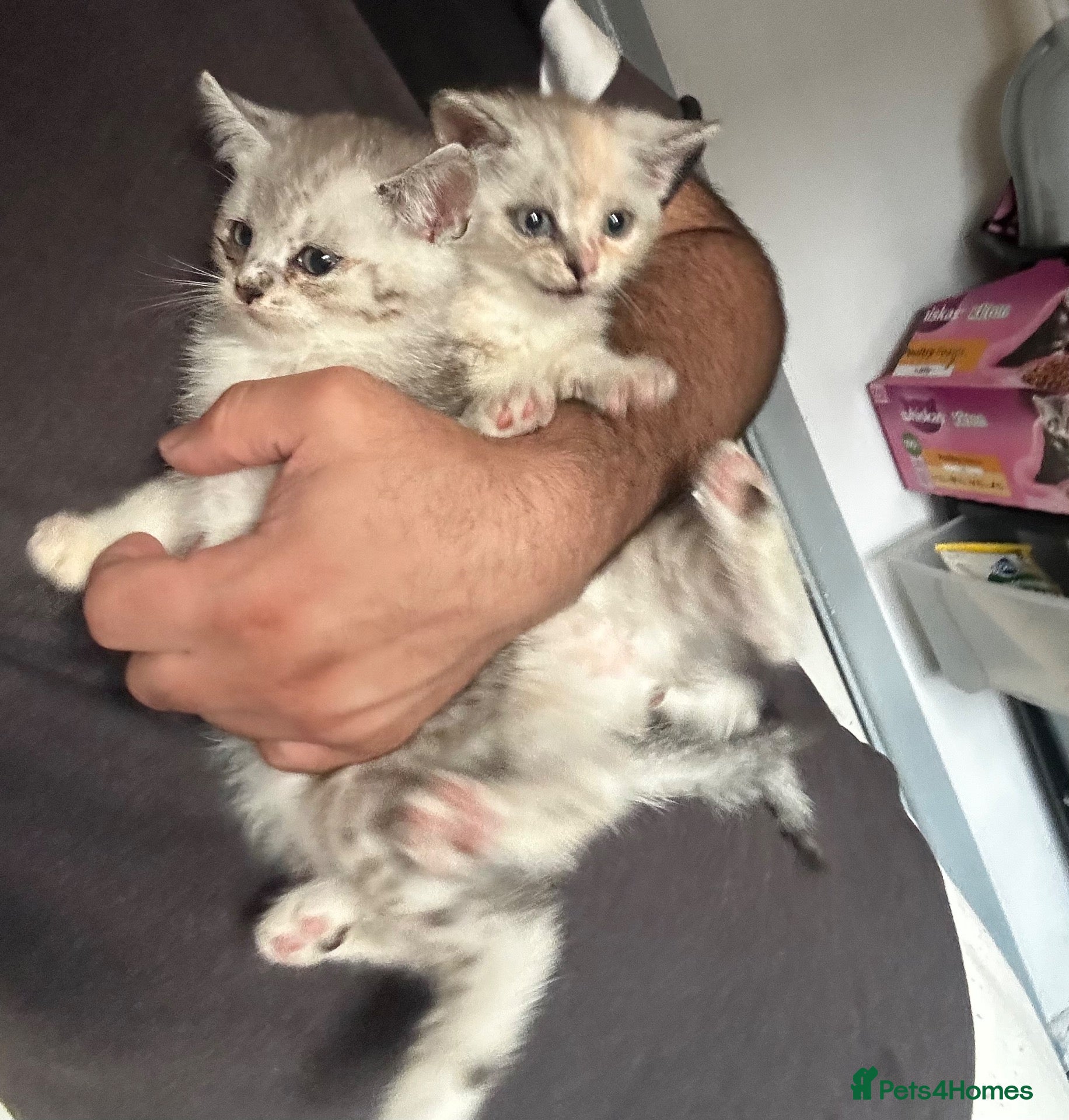 British Shorthair cats Silver shaded british shorthair kittens  - Advert 1
