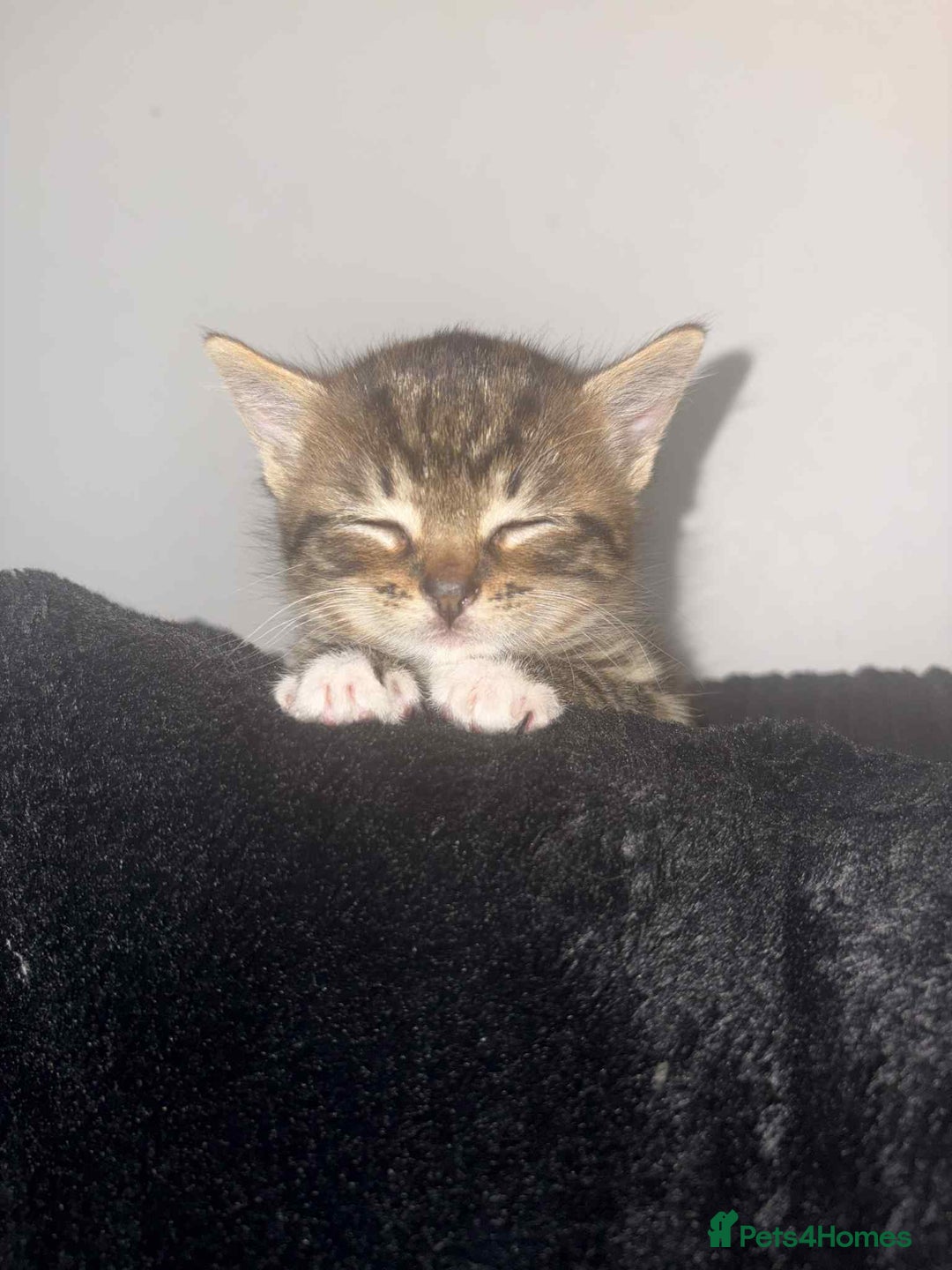 British Shorthair cats for sale: One gorgeous male tabby  - Advert 4