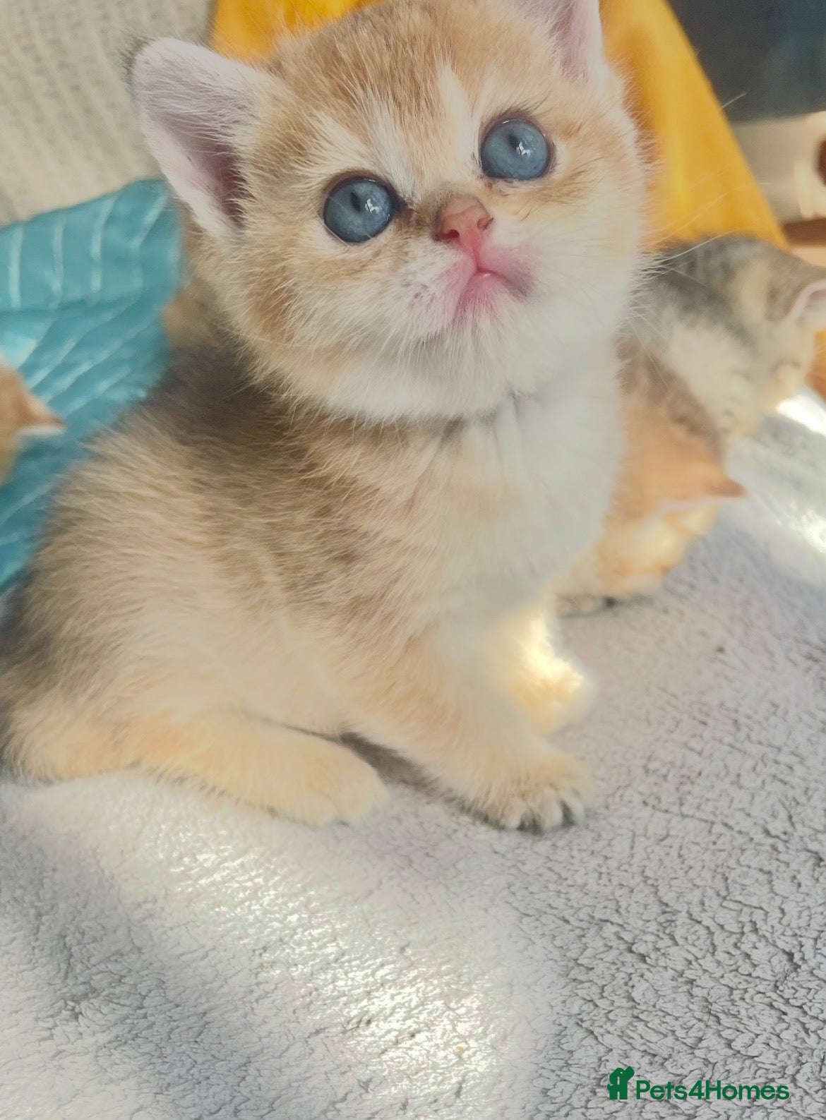 British Shorthair cats Beautiful golden British shorthair  - Advert 1