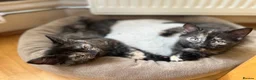 Domestic Shorthair cats for sale: Ginger boy & tortie girls waiting for new families - Advert 17