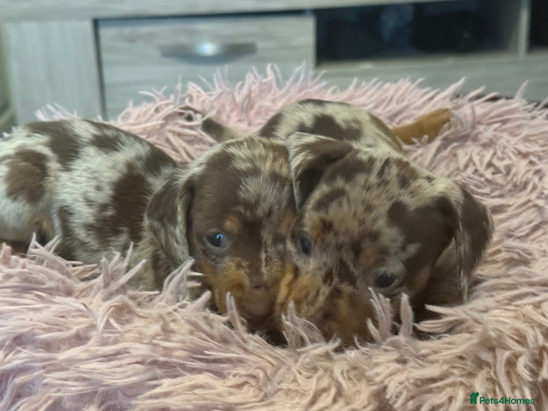 Miniature Dachshund dogs for sale: Adorable miniature dachshund  - Image 15