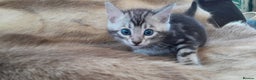 Bengal cats for sale: Beautiful Bengal kittens  - Advert 12