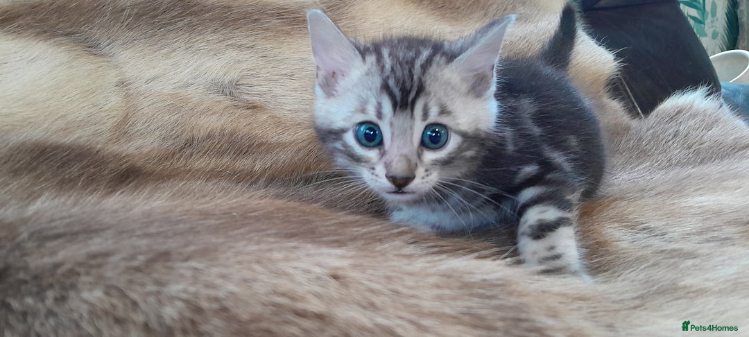 Bengal cats for sale: Beautiful Bengal kittens  - Advert 12