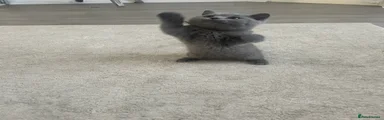 Pablo 