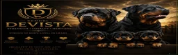 Rottweiler dogs for stud: Stunning 2-Year-Old Rottweiler Stud  - Advert 3