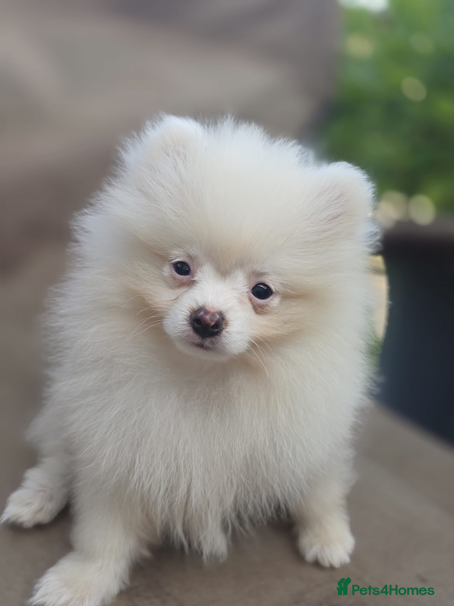 Pomeranian dogs Beautiful pomeranian  puppies ready to go - Advert 16
