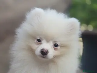Pomeranian dogs Beautiful pomeranian puppies ready to go - Advert 16
