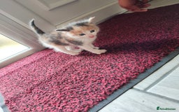 Mixed Breed cats for sale: 4 Mixed Breed Kittens  - Image 30