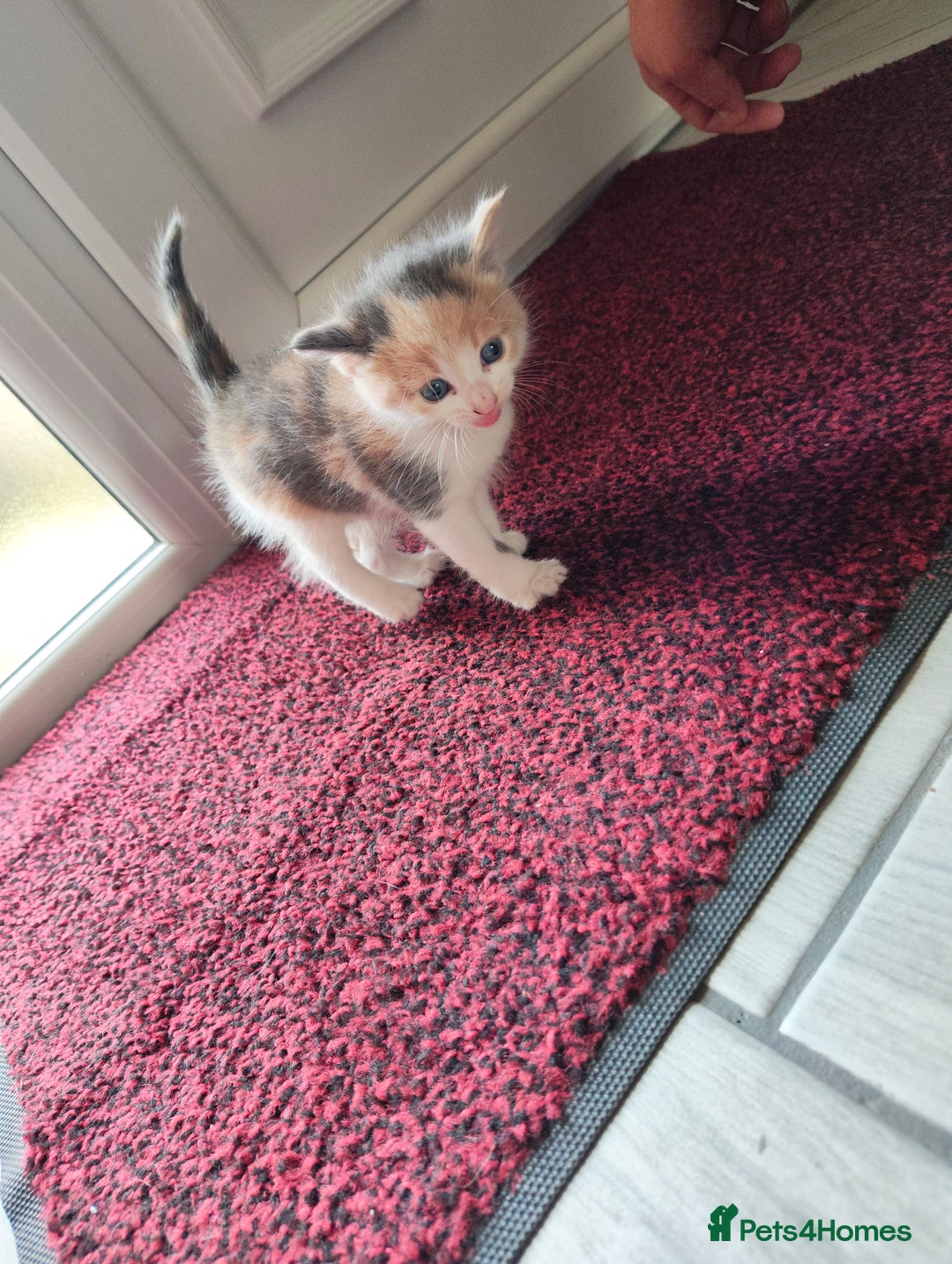 Mixed Breed cats for sale: 4 Mixed Breed Kittens  - Image 30