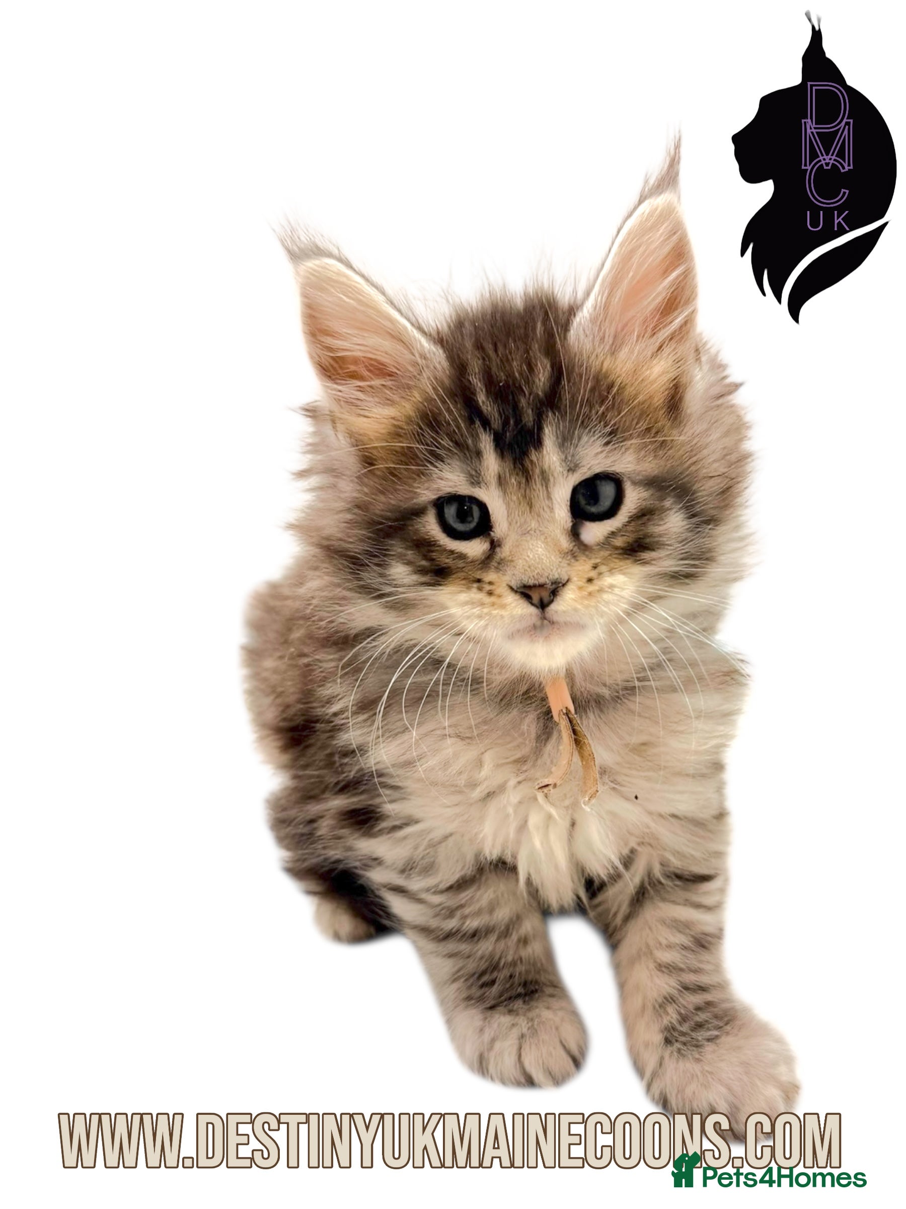 Maine Coon cats H - Litter Ready for Mid February - Advert 2