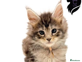 Maine Coon cats H - Litter Ready for Mid February - Advert 2