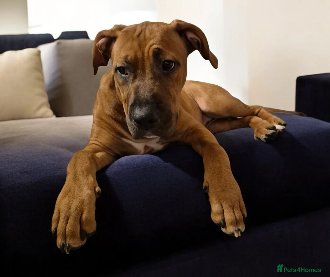 Mixed Breed dogs for sale: Bullmastiff Cross Puppies  - Advert 1