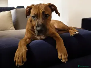 Mixed Breed dogs Bullmastiff x puppies 🐶 - Advert 3