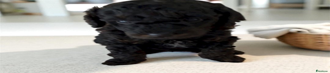 Black male Toy Poodle pup