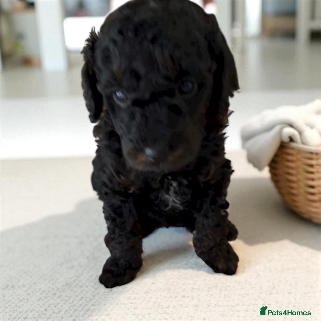 Toy Poodle dogs for sale: Outstanding health tested Petite Toy Poodie Pups  - Image 3
