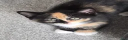 Mixed Breed cats for sale: Gorgeous kittens Ready to leave  🧡 in Colchester - Advert 3