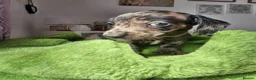 Dachshund dogs for sale: Miniture Dashshunds READY TO RESERVE - Advert 36
