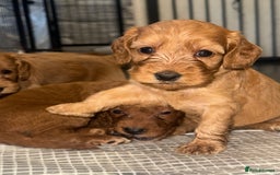 Cockapoo dogs for sale: 5 Absolutely gorgeous Fox Red Cockapoo Puppies - Image 13