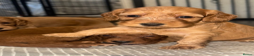 Cockapoo Puppy 5