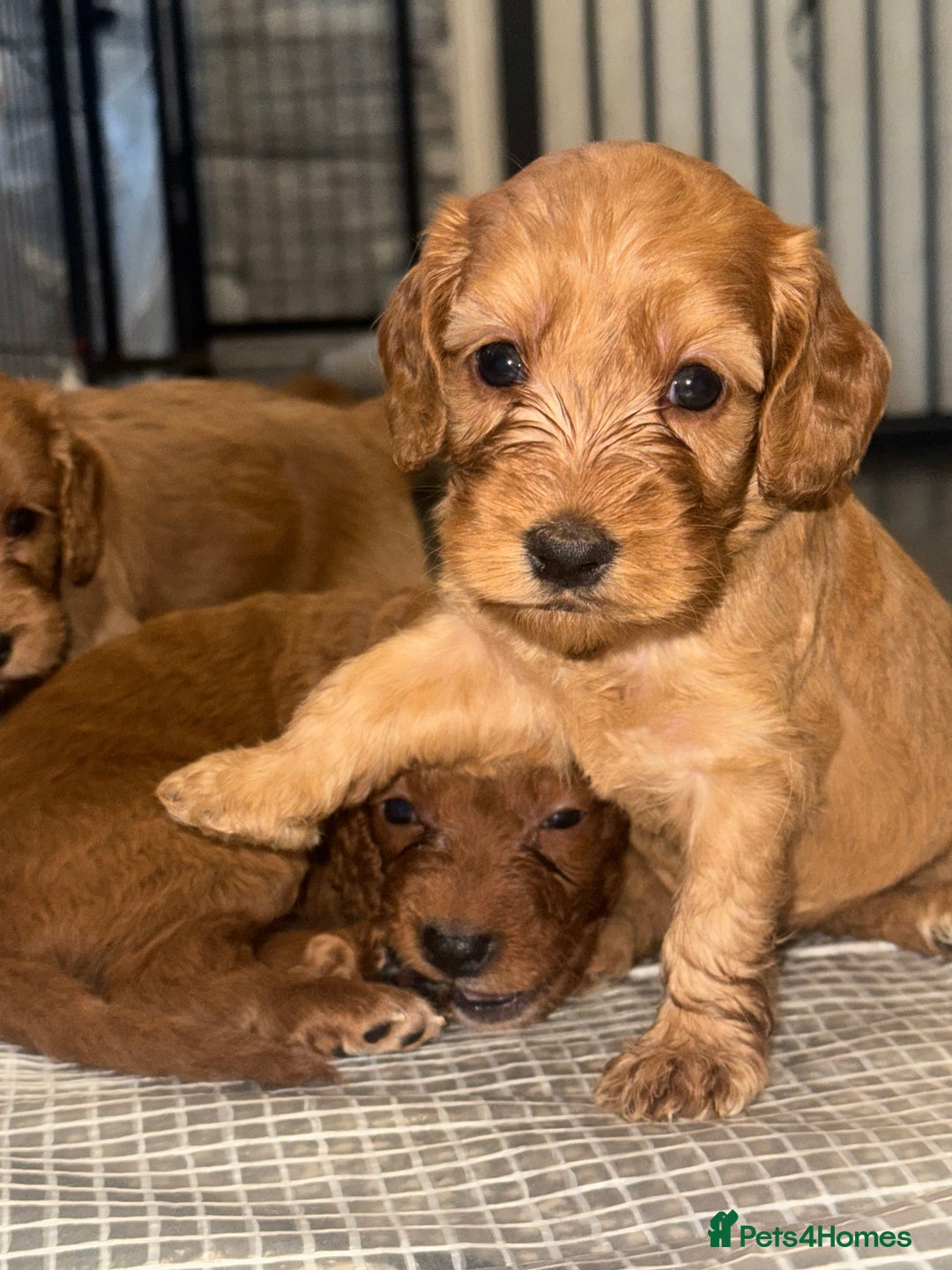 Cockapoo dogs for sale: 5 Absolutely gorgeous Fox Red Cockapoo Puppies - Image 13