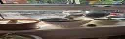 Scottish Fold cats for sale: Healthy scotish fold mix - Advert 12