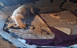 Lurcher dogs for sale: Saluki Lurcher  - Image 25