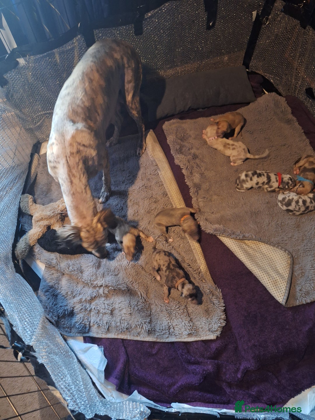 Lurcher dogs for sale: Saluki Lurcher  - Image 25